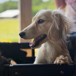 Lady - Dachshund