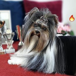 Buddy - Biewer Terrier