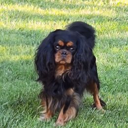 Freddy - Cavalier King Charles Spaniel