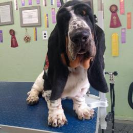 Basset Hound Puppies from Honey Moon Hounds