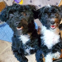 Havanese puppies from Darrtfarms