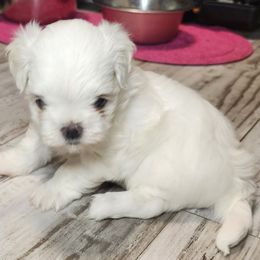 Princess - White female Maltese puppy in The Villages, Florida from My Precious Pups