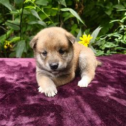 Bo - Sesame male Shiba Inu puppy in Illinois from Precious-Puppies