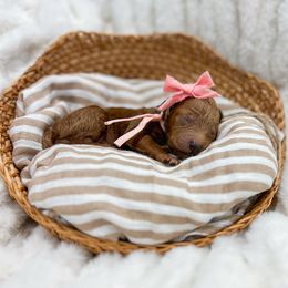 Sarafina - Red  female Goldendoodle puppy in Sulphur, Louisiana from Curly Q’s Of Carlyss