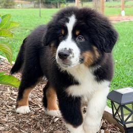 Boy 1 - Black tri male Miniature Australian Shepherd puppy in Arcadia, Indiana from Sunset Cowgirl Mini Aussies
