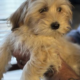 Charley - Lhasa Apso puppy from Eternal Puff Lhasa Apsos