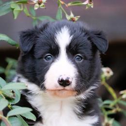 Border Collie, English Setter, and Miniature American Shepherd Puppies from First Harmony Farms