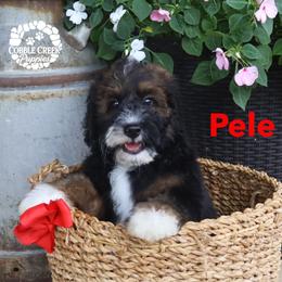 Pele - Phantom male Bernedoodle puppy in Heyworth, Illinois from Cobble Creek Puppies