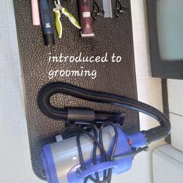 Poodle Puppies from Precious Poodle Babies