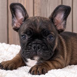 Manny - Fawn male French Bulldog puppy in Warm Springs, Arkansas from State Line Dachshunds & Frenchies