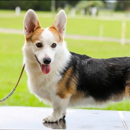 Rummy - Pembroke Welsh Corgi
