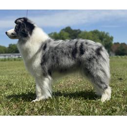 Shayla - Blue merle female Border Collie puppy in Dunn, North Carolina from Coylety Kennel