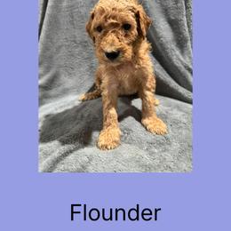 Akc Standard poodle Flounder - Apricot male Poodle puppy in Harrisburg, Arkansas from Ransone’s Ridge Runners Poodles and Doodles