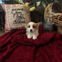 Mismark Boy - White and red male Pembroke Welsh Corgi puppy in De Witt, Arkansas from Western Plains Kennel