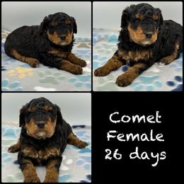 Comet - Phantom female Poodle puppy in Grass Valley, California from Sapphire Ridge Poodles