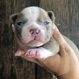 Boston Terriers from Irish Hills Farms llc