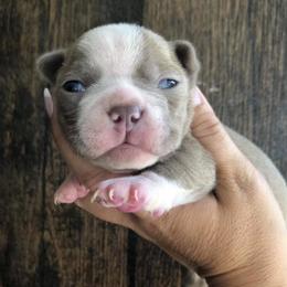 Boston Terriers from Irish Hills Farms llc