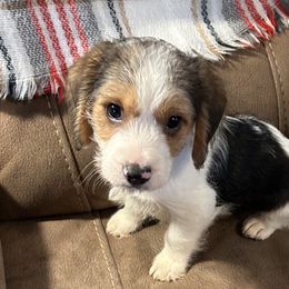Beagles, Cavalier King Charles Spaniels, and Maltipoos from Linda's Puppies