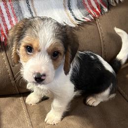 Beagles, Cavalier King Charles Spaniels, and Maltipoos from Linda's Puppies
