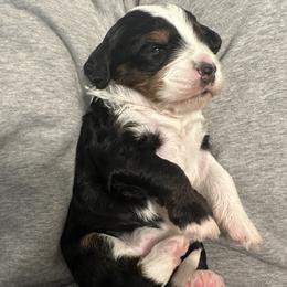 Bernedoodle Puppies from Bernied00dle Love
