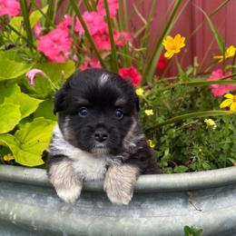 Midnight - Black tri male Toy Australian Shepherd puppy in Quincy, Michigan from Ivy Meadows and Friends