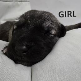Anatolian Shepherd Dog Puppies from Florida Anatolian Shepherds