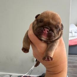 Boy 5 - Red male Bulldog puppy in Hobe Sound, Florida from Amanda’s Bullies