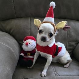 Chihuahua puppies from Dynasty Farms AKC Chihuahuas