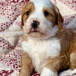 Will- Light blue collar boy - Red male Bernedoodle puppy in Colorado Springs, Colorado from Mercy Mountain Bernedoodles