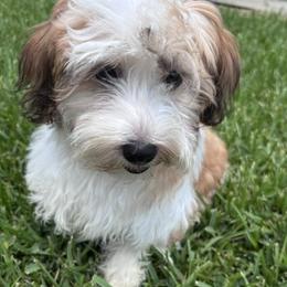 Girl 2 - Red female Havanese puppy in Rayne, Louisiana from Cajun Coast Havanese