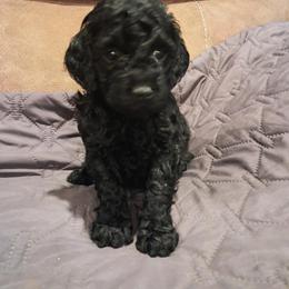 Aussiedoodle and Cockapoo Puppies from Ouachita River Cockapoos