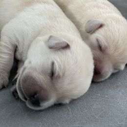 Labrador Retriever Puppies from Labsmith Labs