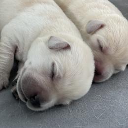 Labrador Retriever Puppies from Labsmith Labs