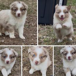 Astro-1500 - Red merle male Australian Shepherd puppy in Star City, Arkansas from Blush & Lace Aussie Co.