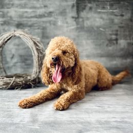 Baylee - Goldendoodle