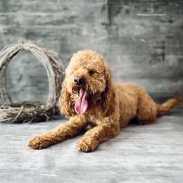 Baylee - Goldendoodle