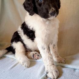 Sully - Black and white male Bernedoodle puppy in Grant City, Missouri from Timberline Paws
