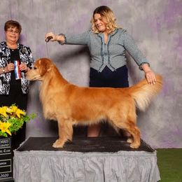 Bolt - Golden Retriever