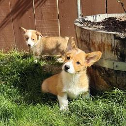 Pembroke Welsh Corgi Puppies from Kern River Corgis