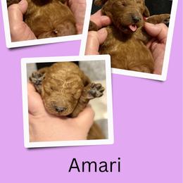 Amari - Red  female Goldendoodle puppy in Bluefield, Virginia from Love on a Leash
