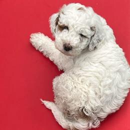 Handsome petite - Parti male Goldendoodle puppy in Boaz, Alabama from Doodles All Day