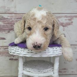 Broccoli - Apricot male Goldendoodle puppy in Grabill, Indiana from Rose's Doodles