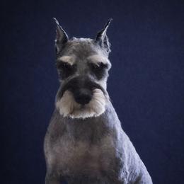 Finn - Salt and pepper male Miniature Schnauzer puppy in Houston, Texas from Haughton Farm