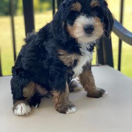 Virginia - Tri-color female Bernedoodle puppy in New Market, Virginia from Frosty & Ginger Co Home of Doodles