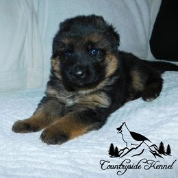 German Shepherd Puppies from Countryside Kennel