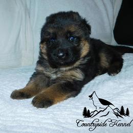 German Shepherd Puppies from Countryside Kennel