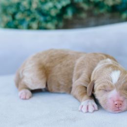 Girl 1 - Red  female Goldendoodle puppy in Spanish Fork, Utah from K Brand Doodles