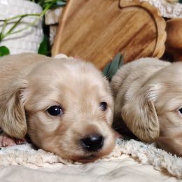 Dachshunds from UGG Ranch