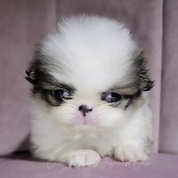 Teyla - Sable and white female Japanese Chin puppy in Johnson City, Tennessee from Erin & Friends Japanese Chin