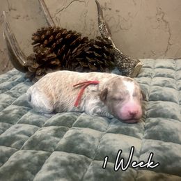 Banks - Red  male Goldendoodle puppy in Runaway Bay, Texas from Green Ranch Doodles